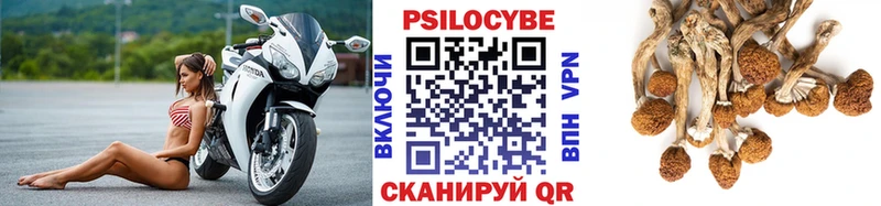 Псилоцибиновые грибы Psilocybine cubensis  Купить  Новоузенск 